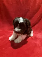 Wooli, a male Miniature Schnauzer for sale in Phoenix, AZ – 4 of 5