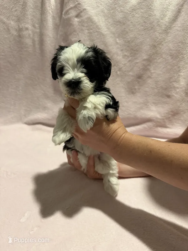 Austie  – Miniature Schnauzer puppy on hold in Phoenix, AZ
