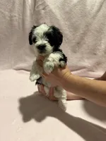 Austie , a female Miniature Schnauzer for sale in Phoenix, AZ – 1 of 6