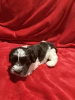 Wooli, a male Miniature Schnauzer for sale in Phoenix, AZ – 3 of 5