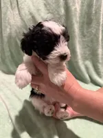 Diesel, a male Miniature Schnauzer for sale in Phoenix, AZ – 4 of 7