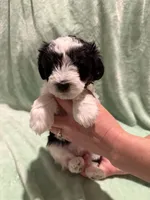 Diesel, a male Miniature Schnauzer for sale in Phoenix, AZ – 3 of 7