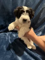 Subby, a male Miniature Schnauzer for sale in Phoenix, AZ – 2 of 5