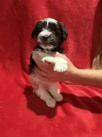 Wooli, a male Miniature Schnauzer for sale in Phoenix, AZ – 2 of 5