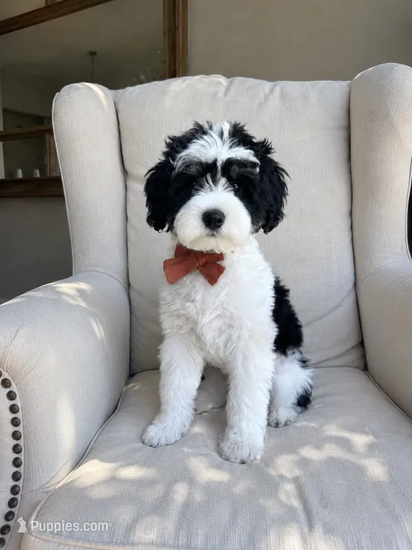 Diesel. – Miniature Schnauzer puppy for sale in Phoenix, AZ