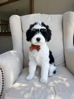 Diesel., a male Miniature Schnauzer for sale in Phoenix, AZ – 1 of 10