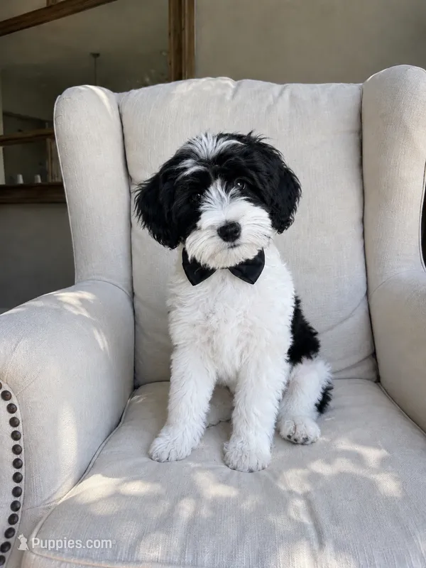 Subbi – Miniature Schnauzer puppy for sale in Phoenix, AZ