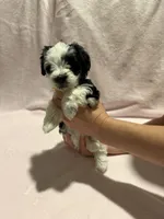 Austie , a female Miniature Schnauzer for sale in Phoenix, AZ – 5 of 6