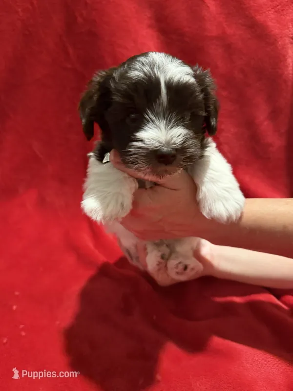 Wooli – Miniature Schnauzer puppy on hold in Phoenix, AZ