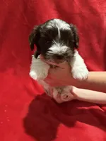 Wooli, a male Miniature Schnauzer for sale in Phoenix, AZ – 1 of 5