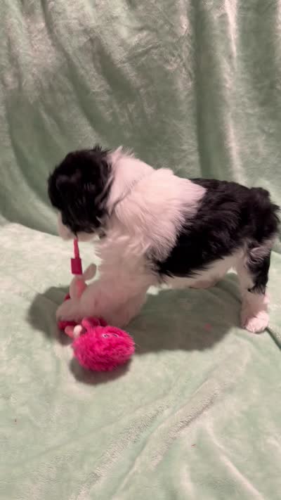 Diesel, a male Miniature Schnauzer for sale in Phoenix, AZ – 7 of 7