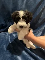 Subby, a male Miniature Schnauzer for sale in Phoenix, AZ – 1 of 5
