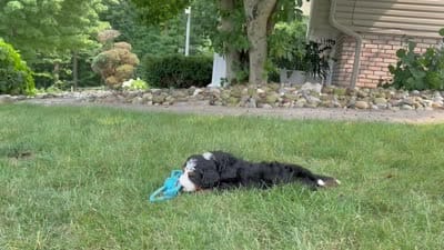 Brady, a male Bernedoodle for sale in Millersburg, OH – 7 of 7
