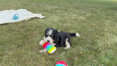 Bennie, a male Bernedoodle for sale in Millersburg, OH – 6 of 6