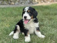 Bennie, a male Bernedoodle for sale in Millersburg, OH – 4 of 6