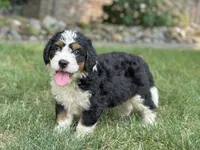 Bennie, a male Bernedoodle for sale in Millersburg, OH – 1 of 6