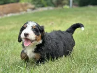 Brady, a male Bernedoodle for sale in Millersburg, OH – 2 of 7