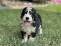 Bennie, a male Bernedoodle for sale in Millersburg, OH – 3 of 6