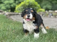Blossom, a female Bernedoodle for sale in Millersburg, OH – 4 of 8