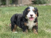 Brady, a male Bernedoodle for sale in Millersburg, OH – 6 of 7
