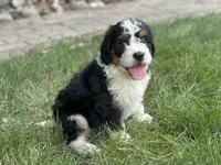 Bennie, a male Bernedoodle for sale in Millersburg, OH – 5 of 6