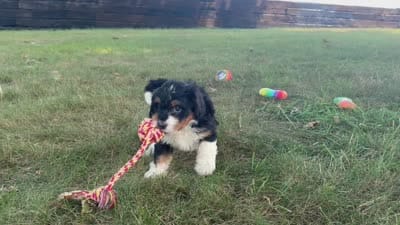 Blossom, a female Bernedoodle for sale in Millersburg, OH – 8 of 8