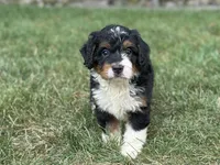 Blossom, a female Bernedoodle for sale in Millersburg, OH – 3 of 8