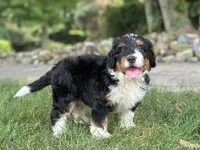 Blossom, a female Bernedoodle for sale in Millersburg, OH – 5 of 8