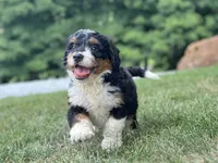 Blossom, a female Bernedoodle for sale in Millersburg, OH – 6 of 8