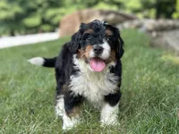 Blossom, a female Bernedoodle for sale in Millersburg, OH – 2 of 8