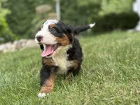 Brady, a male Bernedoodle for sale in Millersburg, OH – 4 of 7
