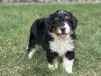 Blossom, a female Bernedoodle for sale in Millersburg, OH – 1 of 8