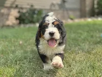 Bennie, a male Bernedoodle for sale in Millersburg, OH – 2 of 6