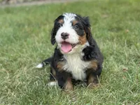 Brady, a male Bernedoodle for sale in Millersburg, OH – 5 of 7