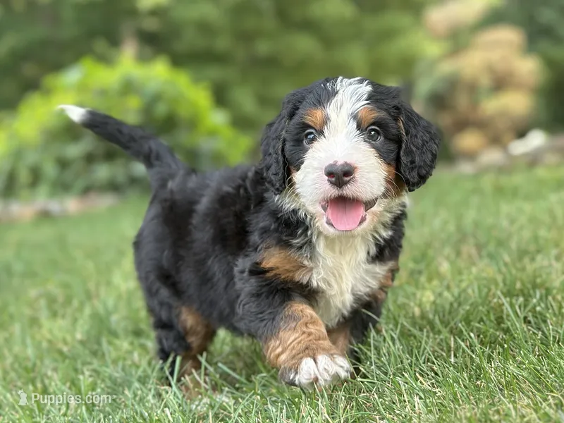 Brady – Bernedoodle puppy for sale in Millersburg, OH