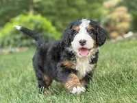 Brady, a male Bernedoodle for sale in Millersburg, OH – 1 of 7