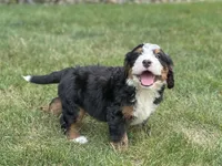 Brady, a male Bernedoodle for sale in Millersburg, OH – 3 of 7