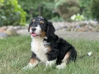 Blossom, a female Bernedoodle for sale in Millersburg, OH – 7 of 8