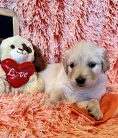 Paris - Orange Girl, a female Golden Retriever for sale in Sisters, OR – Photo 5 of 7