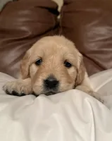 Paris - Orange Girl, a female Golden Retriever for sale in Sisters, OR – Photo 3 of 7