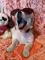 Paris - Orange Girl, a female Golden Retriever for sale in Sisters, OR – Photo 4 of 7