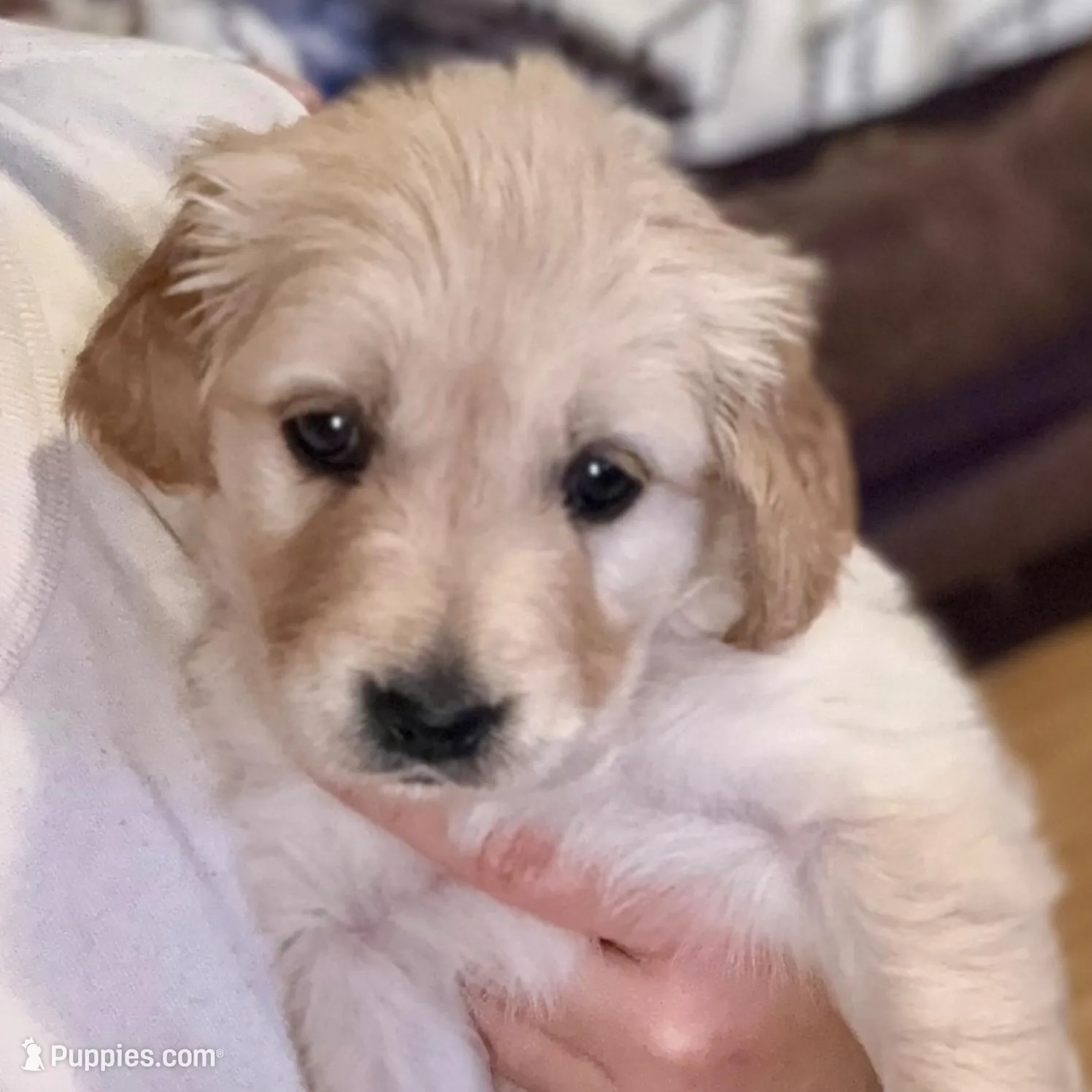 Paris - Orange Girl, a female Golden Retriever for sale in Sisters, OR – Photo 7 of 7