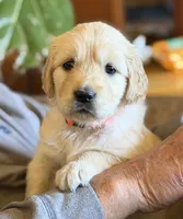 Paris - Orange Girl, a female Golden Retriever for sale in Sisters, OR – Photo 2 of 7