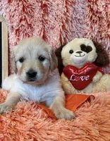 Paris - Orange Girl, a female Golden Retriever for sale in Sisters, OR – Photo 6 of 7