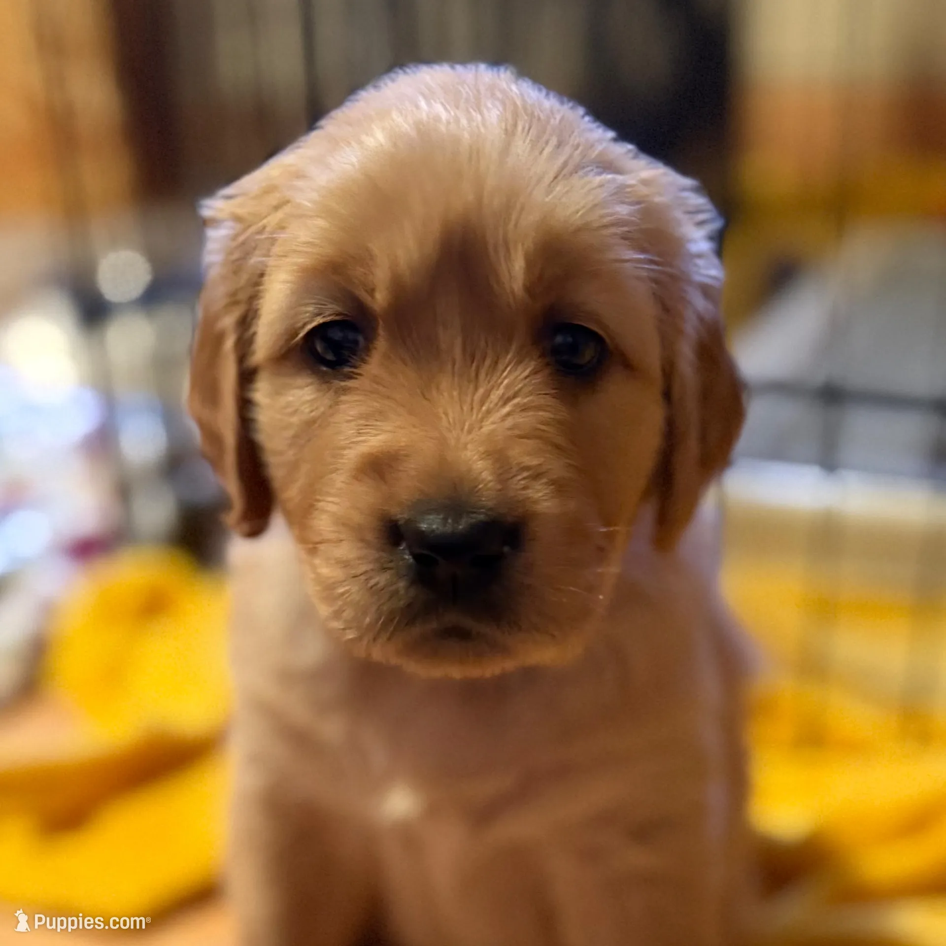 London - Red Girl, a female Golden Retriever for sale in Sisters, OR – Photo 2 of 10