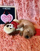 London - Red Girl, a female Golden Retriever for sale in Sisters, OR – Photo 10 of 10