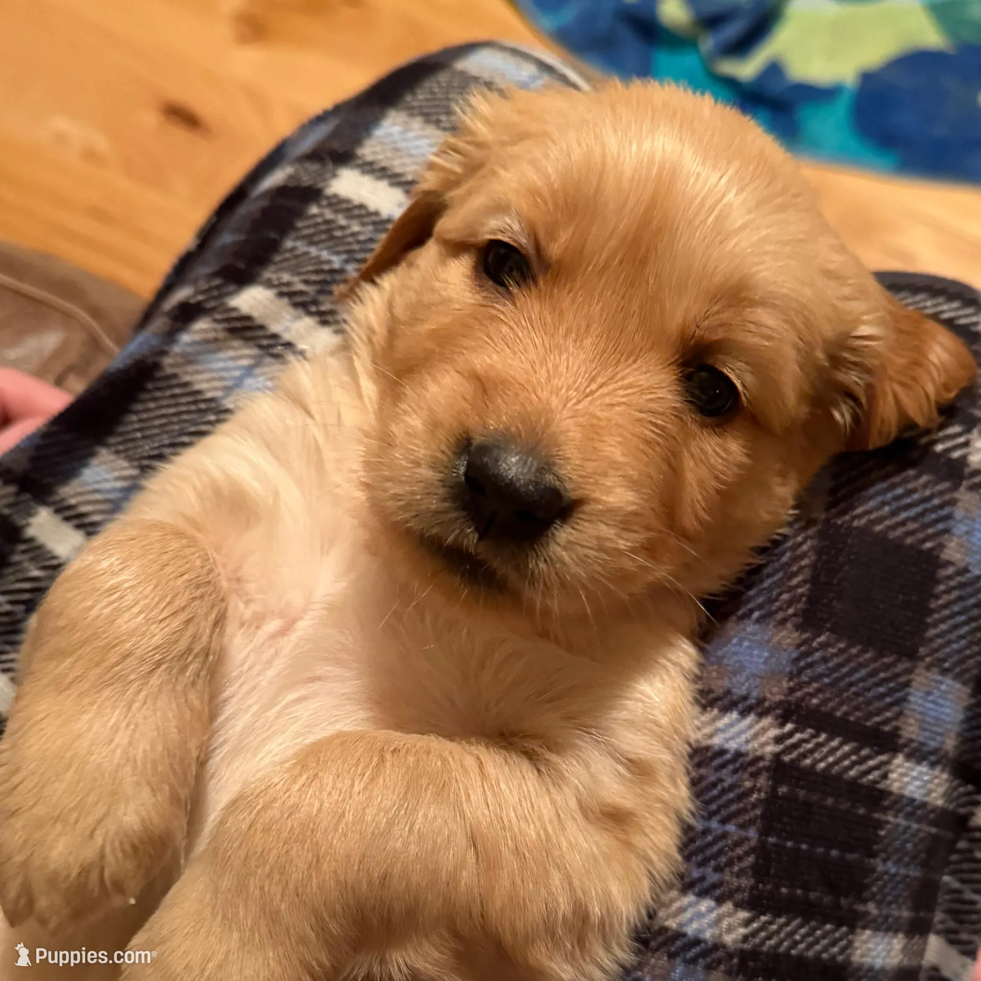 London - Red Girl, a female Golden Retriever for sale in Sisters, OR – Photo 7 of 10