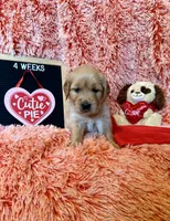 London - Red Girl, a female Golden Retriever for sale in Sisters, OR – Photo 9 of 10