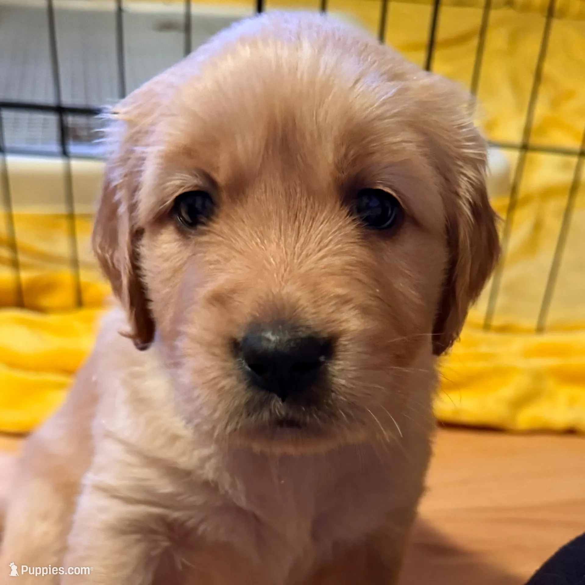 London - Red Girl, a female Golden Retriever for sale in Sisters, OR – Photo 5 of 10