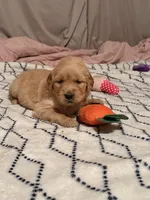 London - Red Girl, a female Golden Retriever for sale in Sisters, OR – Photo 8 of 10